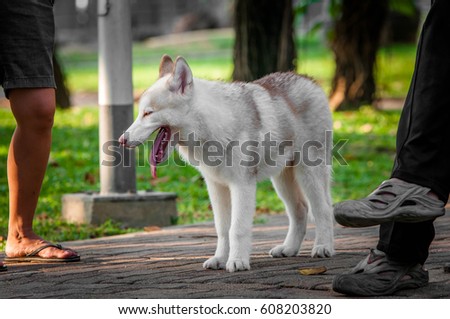 Siberian Husky dog standing in the park in the evening.