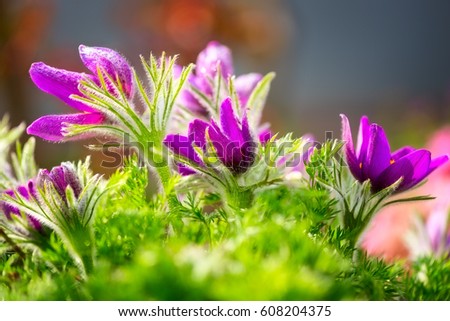Colorful image of purple pasque flowers with green grass, nature spring background suitable for wallpaper or cover
