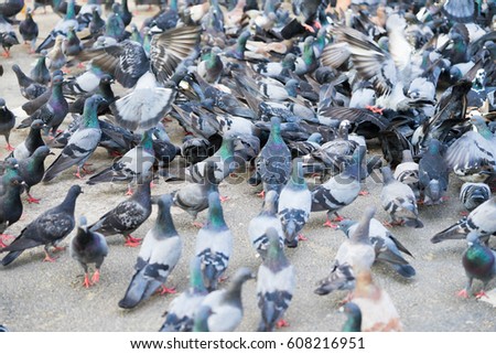 A Group of Pigeons