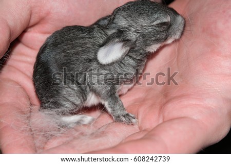 The little blind cub grey domestic rabbit for men's hand