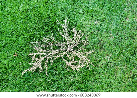Natural green grass texture dry plant