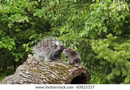 North American Porcupine (Erethizon dorsatum) mother and baby rub noses while walking on an old log on the forest floor.
