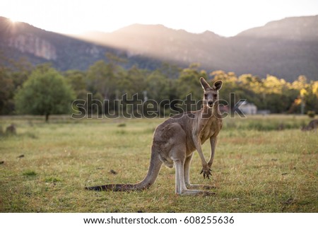 Kangaroo, Grampians, Victoria, Australia
