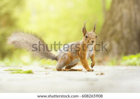 Squirrel near a tree, Russia, Moscow, park, autumn