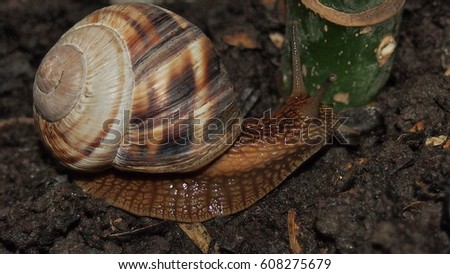 Large snail closeup