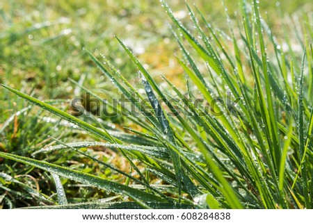 Waterdrops on Green Grass by Sunlight 