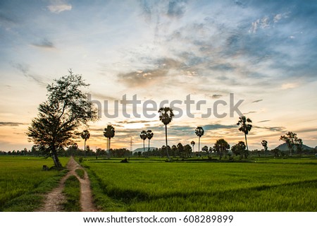 Palm tree row and rice field in the Mekong Delta, Chau Doc city, An Giang Province, Vietnam