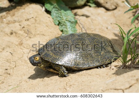 Pond turtle, Emys trinacris