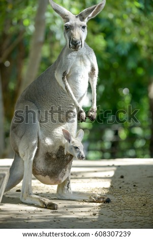 Baby kangaroo in the pouch.