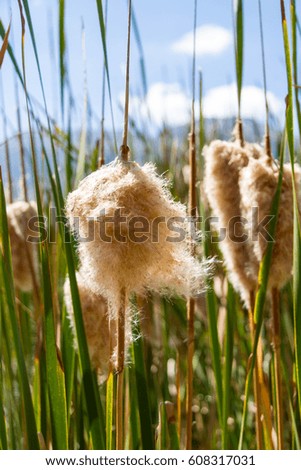 Grass seed heads
