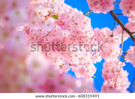 Beautiful pink cherry blossom with blue sky in spring time