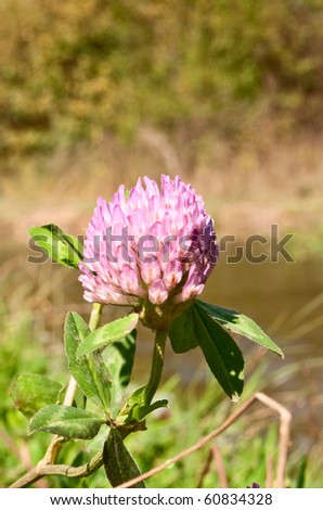 Clover flower on a meadow