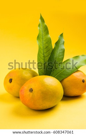 Alphonso Mango or Hapoos Aam is a seasonal and juicy fruit from India known for it's sweetness, richness and flavour. Over colourful background. Selective focus