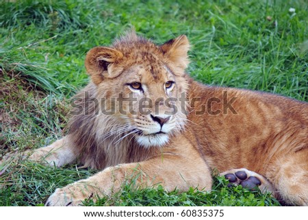 Closeup picture of a young male lion resting in the grass