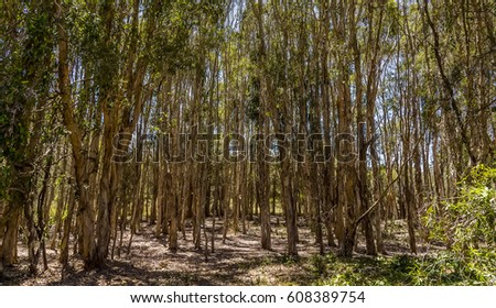 Gum tree saplings in Coombabah Lake Reserve, Queensland