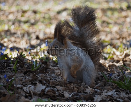 Squirrel red standing at spring forest