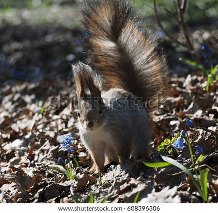 Squirrel red cute standing at spring forest