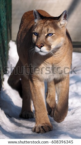 Puma walking at camera at snow