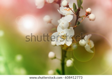 Spring flowers of cherry blossom
