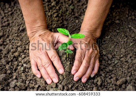 Two old woman's hands are planting seedlings into fertile soil.