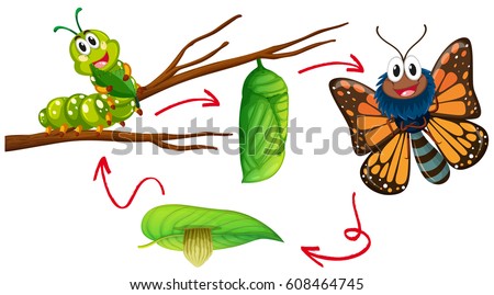 Butterfly life cycle diagram illustration