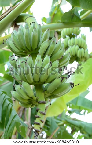 banana Royalty-Free Stock Photo #608465810
