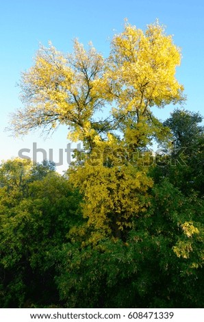 Yellow leafed tree poking out along the shore of the Assiniboine river