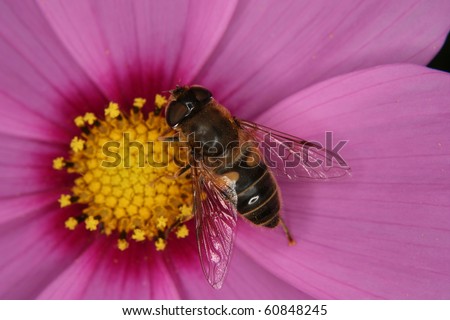 Drone fly  (Eristalis tenax) on a flower