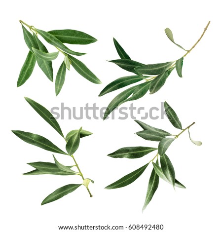 A set of green olive branch photos, isolated on white Royalty-Free Stock Photo #608492480