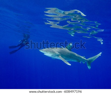 A Diver and an Oceanic White Tip Shark in the Bahamas