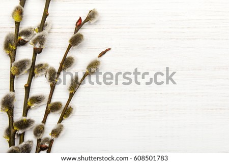 Catkins on white wooden background, copy space