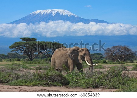 Large adult elephant with a snow covered Mount Kilimanjaro in the background Royalty-Free Stock Photo #60854839