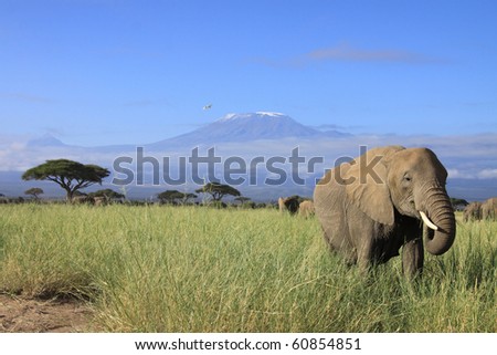 Female elephant with Mount Kilimanjaro in the background