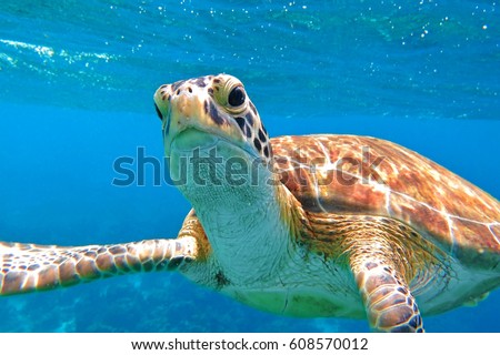 Sea turtle swimming close to the scuba diver. Turtle in the blue sea, looking directly into the camera. Details of head, mouth and eyes, colorful shell. Waves and blue ocean in the background. Royalty-Free Stock Photo #608570012