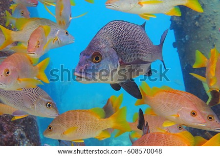 Black margate and mutton snappers in the light blue ocean background. School of tropical colorful fish, variety of species in the sea. Corals and columns in the picture. Scuba diving with fish.