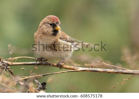 Acanthis flammea - Common Redpoll - male on the dry plant