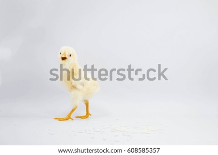 Chick in a gesture