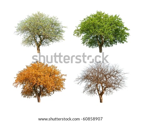 isolated tree in for season Royalty-Free Stock Photo #60858907