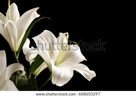 Beautiful white lilies on black background