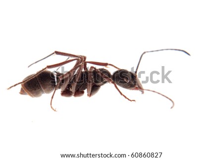 ant isolated on white background