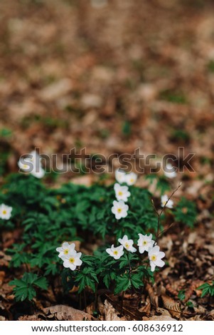 White tender spring flowers, growing at forest. Seasonal natural floral background. Also called wood anemone, windflower, thimbleweed, smell fox.