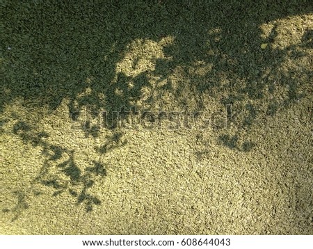 shadow green grass