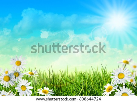 Summer field with grass and daisies