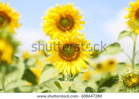 Khao Jeen Lair, Sunflower field, Lopburi Thailand