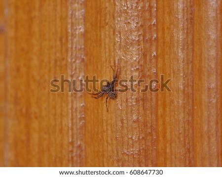 Spider on a piece of wood