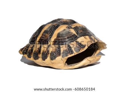 empty turtle shell isolated on white background