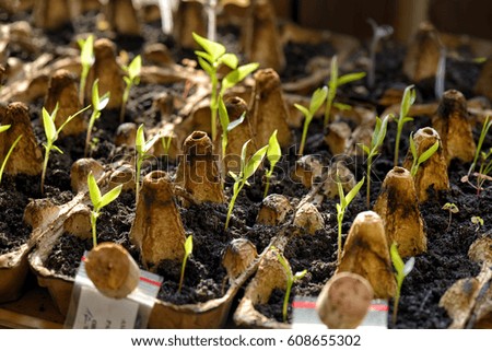 Gardening background. Tomato seedling growing out from soil. Close-up of green seedling growing out of soil. Sprouting tomato seedlings. 