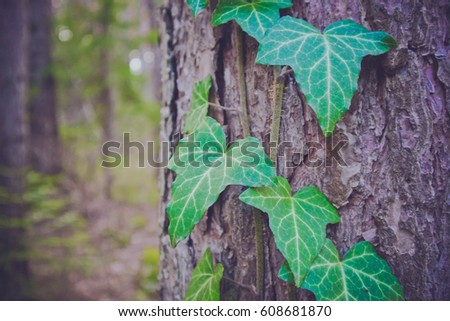 Branches of ivy climbing plant with leaves on a pine tree trunk in a forest. Blurred wood on a background.