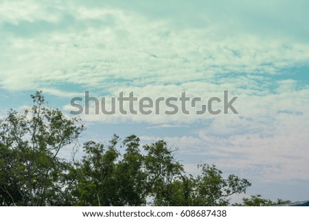 Trees and clear sky