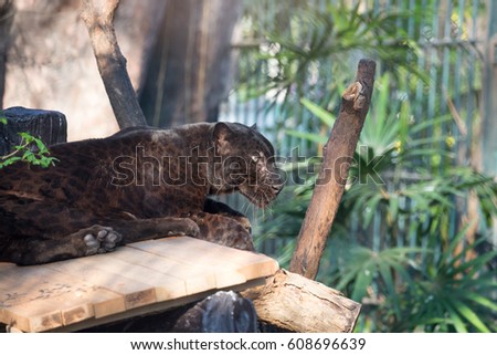 Black Jaguar or Black panther - Beautiful and elegant cat sleep on wood floor